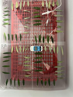 An easy methodology for frost tolerance assessment in olive cultivars